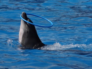 dauphin au cerceau