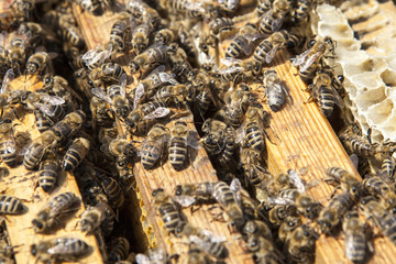 Bienen bei der Arbeit im Bienenstock