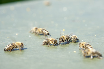 Honigbienen auf Nahrungssuche am Boden