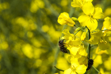 Honigbiene auf einer Rapsblüte