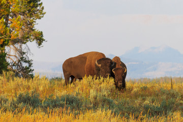 Buffalos / Bisons in high grass in Yellowstone National Park, Wy