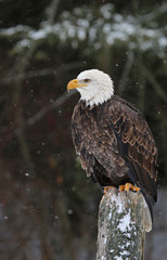 Sitting Bald Eagle