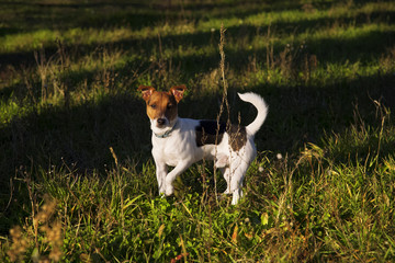 Jack russell in meadow