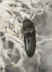 Eucnemis capucina on lichen