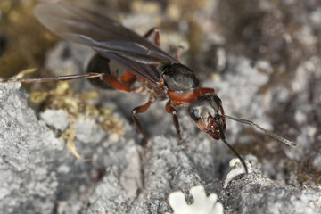 Winged ant on wood, macro photo