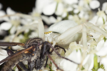 White crab spider, Misumena vatia feeding on fly