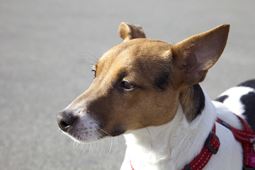 Portrait of a jack russell