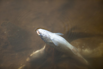 Dead fish in polluted pond/river/lake