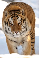 Tigre siberiana