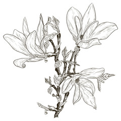 Fototapeta premium Hand drawing spring magnolia blossoms