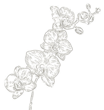 Hand drawing orchid flower