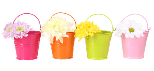 Beautiful chrysanthemum flowers in buckets isolated on white