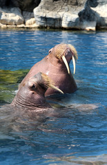 Large walrus with tusks.
