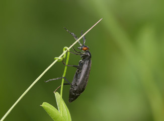 Black bug on a stalk