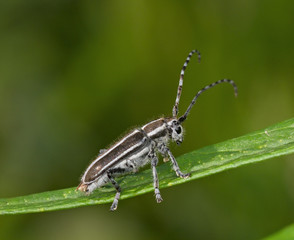 Gray bug with long moustaches on a grass