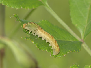 Light brown caterpillar on a green leaf