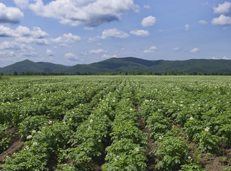 Fototapeta na wymiar Field of blossoming potatoes