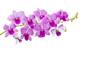 Fototapeta na wymiar Orchids on white background