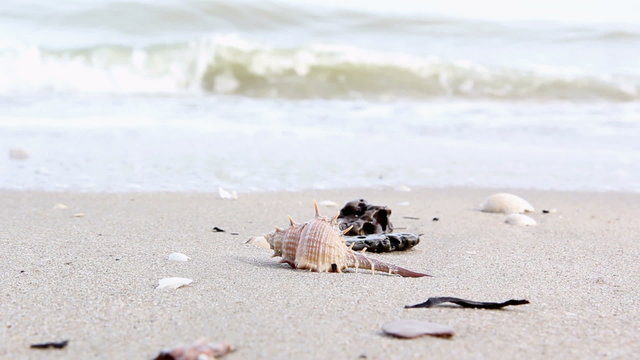 Shell on the beach
