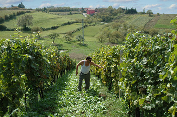 Croatian winemaker in his vineyard