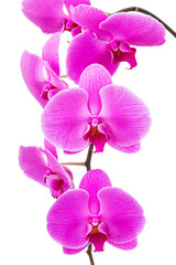Fototapeta na wymiar Orchid radiant flower
