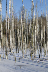 birches in winter