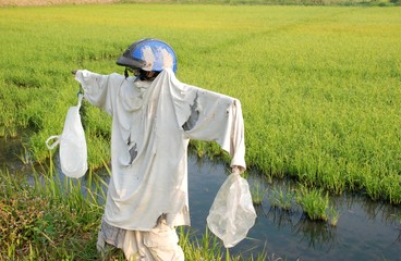 rice field (scarecrow)