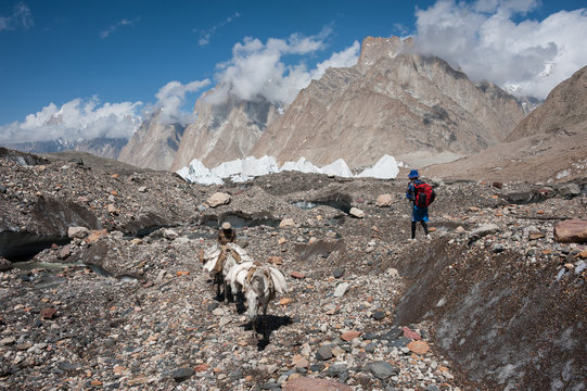Men and donkeys walking on Baltoro glacier, Karakoram range