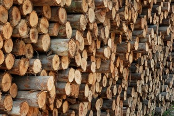 Timber of Eucalyptus tree for build the house