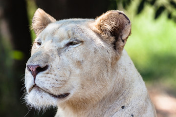 Obraz premium Lion Hunting Stare Wildlife