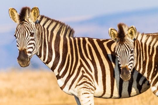 Zebras Heads Animal Wildlife