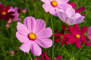 Fototapeta premium Colorful cosmos flowers
