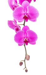 Fototapeta na wymiar Orchid radiant flower isolated on white