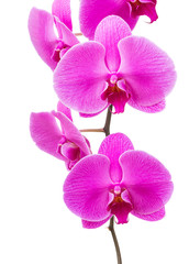 Fototapeta na wymiar Orchid radiant flower