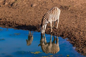 Fototapeta na wymiar Zebra Calf Water Mirror Reflections Wildlife
