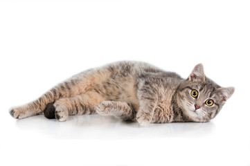 Fototapeta na wymiar Grey tabby cat isolated on white