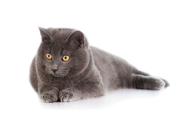 Grey british shorthair cat lying isolated on white