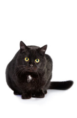Black cat with yellow eyes isolated on white