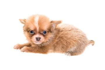 Obraz premium Chihuahua