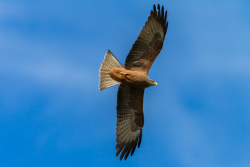 Bird Predator Kite Eagle Flying