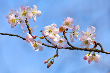 A branch of the cherry blossoms.
