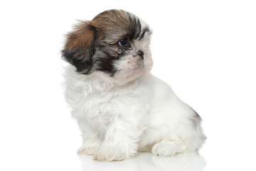 ShihTzu puppy portrait