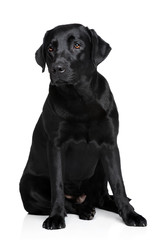 Black Labrador Retriver dog