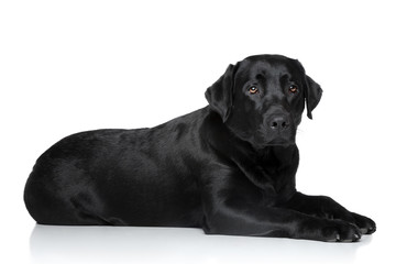Sad Labrador retriever dog