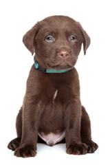 Labrador puppy portrait