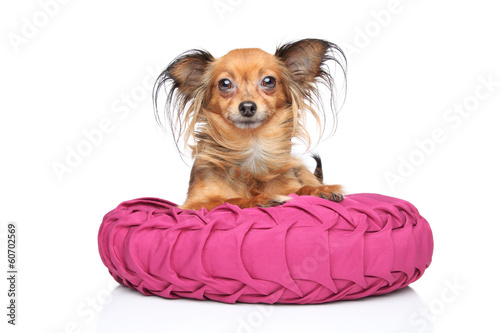 Russian Long Haired Toy Terrier Stock Photo And Royalty Free