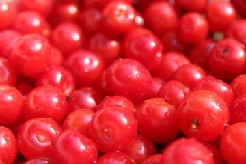 friuts of red berries of Prunus tomentosa