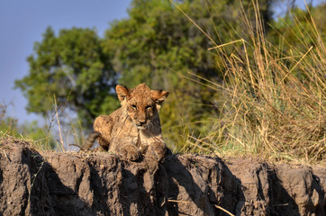 Lion relaxing on a cliff