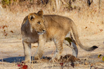 Lion looking backwards