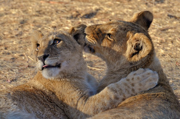 Lion cubs playing